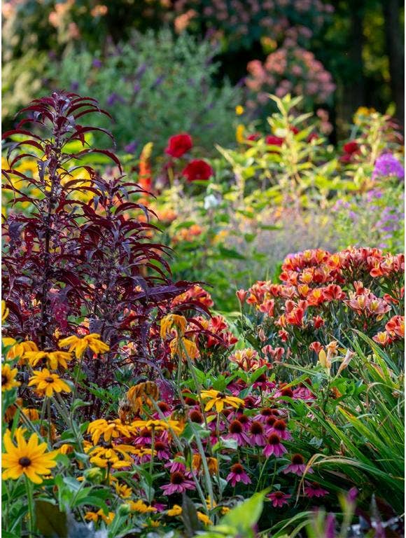 Flower garden with both annuals and perennials such as dusty miller, roses and astilbe. 