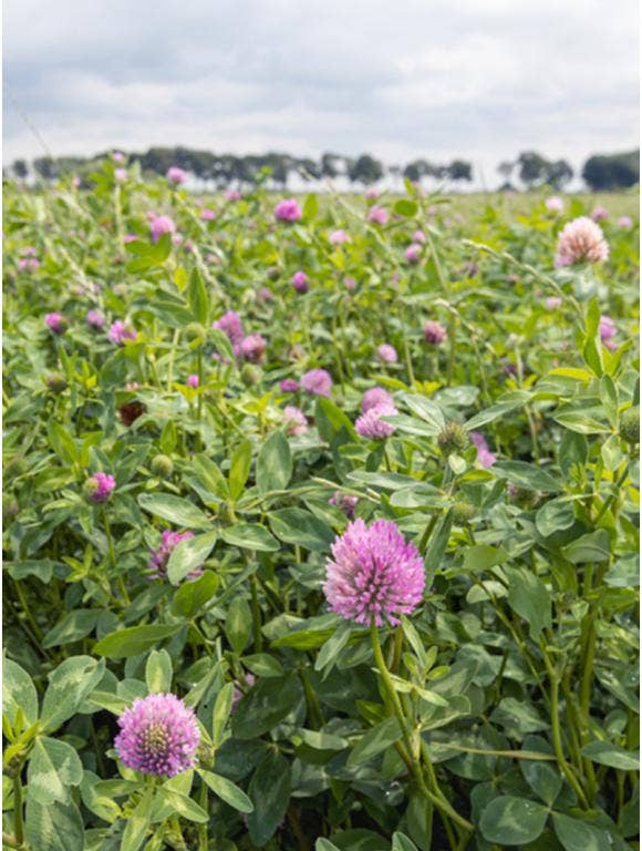 Purple clover covering a field.