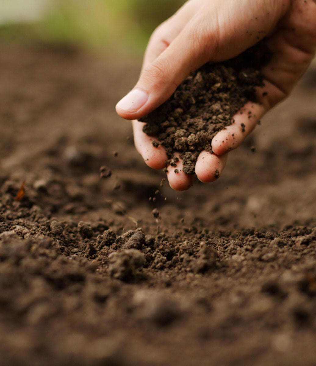 Image of a hand inspecting soil