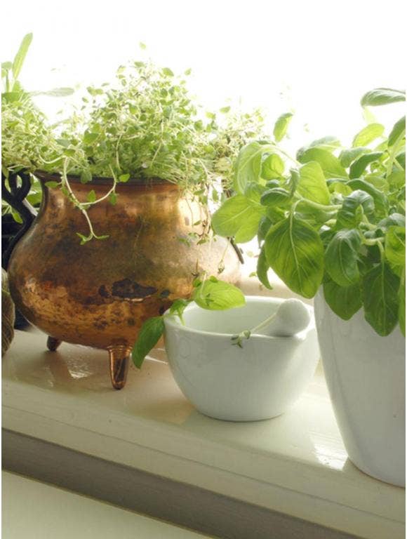 Basil and thyme in pots lined up on a sunny windowsill.