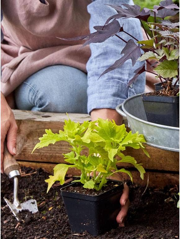 A person planting a seedling. 