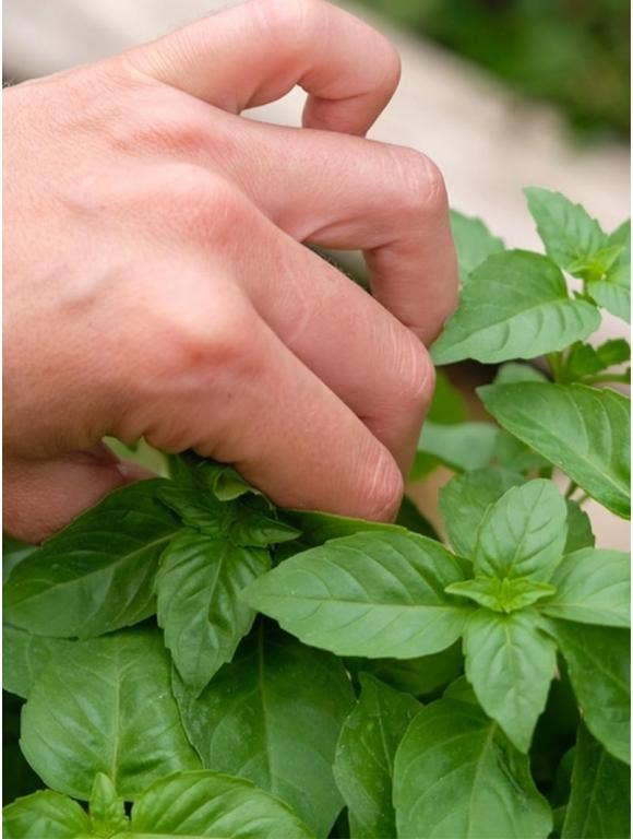 A gardener pinches a basil plant to remove the top section of leaves.