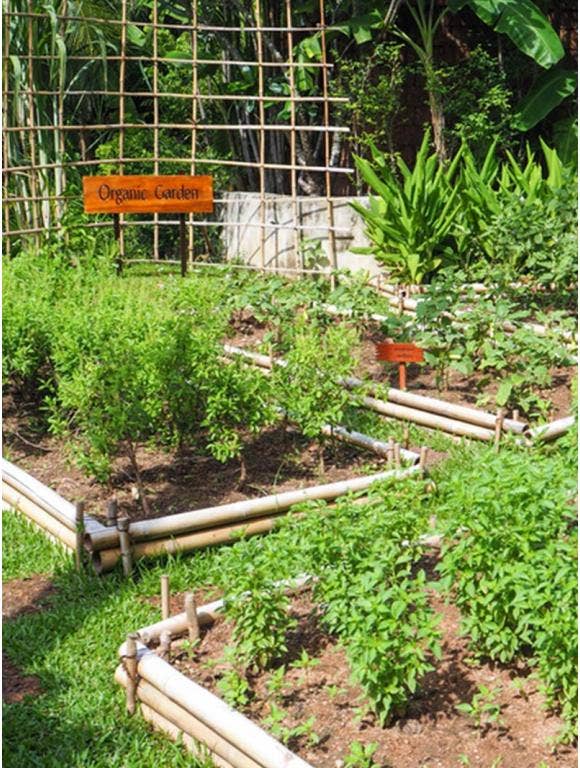 A shared community garden with raised beds.